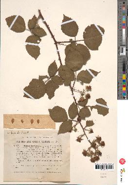 spécimen de Rubus godronii