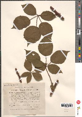 spécimen de Rubus godronii