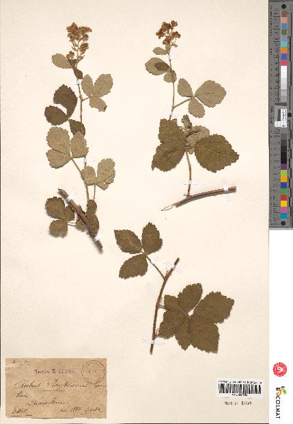 spécimen de Rubus lloydianus