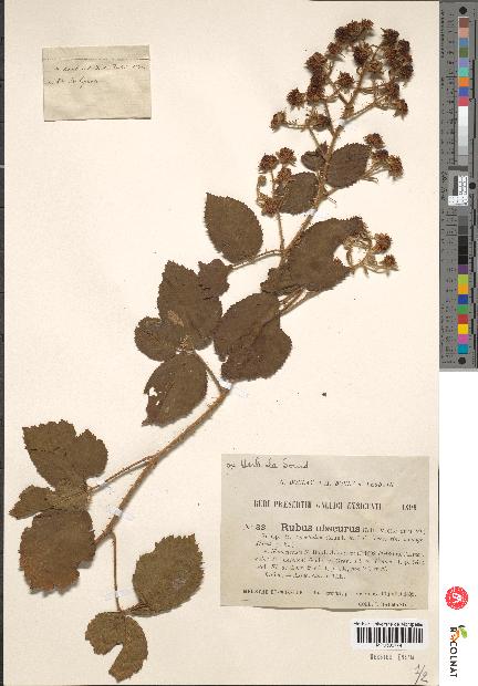 spécimen de Rubus obscurus