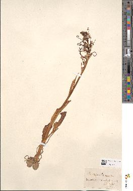 spécimen de Loroglossum hircinum