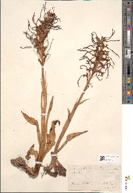 spécimen de Loroglossum hircinum