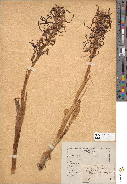 spécimen de Loroglossum hircinum