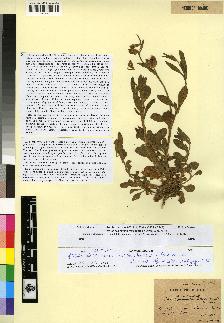 spécimen de Silene macrotheca