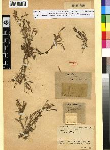 spécimen de Silene ibosii