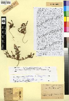 spécimen de Silene ibosii