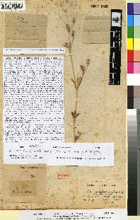spécimen de Silene anaglaea