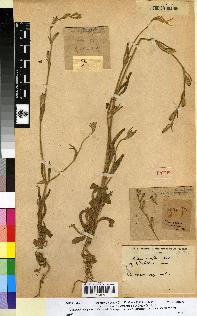 spécimen de Silene laxiflora