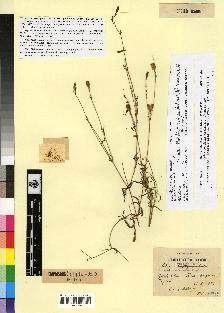 spécimen de Silene muscipula