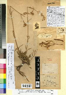 spécimen de Silene amurensis