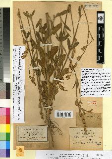 spécimen de Silene hispida