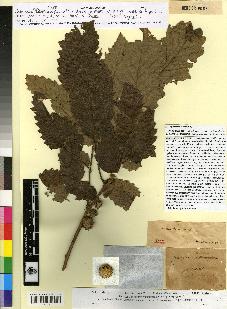 spécimen de Quercus afares