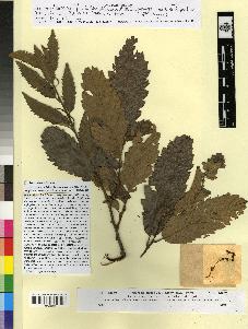 spécimen de Quercus afares