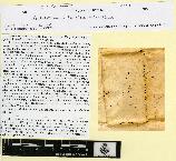 spécimen de Silene sessionis