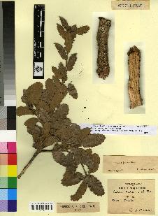 spécimen de Quercus faginea
