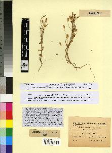 spécimen de Silene aelleni