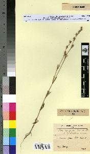 spécimen de Silene cerastioides