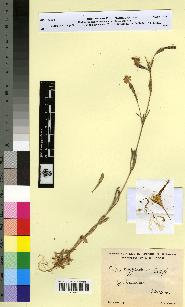 spécimen de Silene hoggariensis