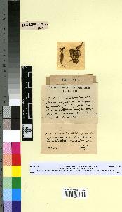 spécimen de Silene ibrahimiana
