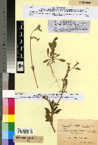 spécimen de Silene colorata