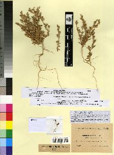 spécimen de Silene tridentata