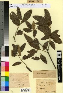 spécimen de Quercus afares