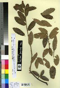spécimen de Quercus afares