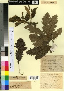spécimen de Quercus afares