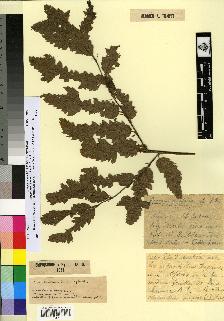 spécimen de Quercus afares