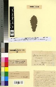 spécimen de Quercus faginea