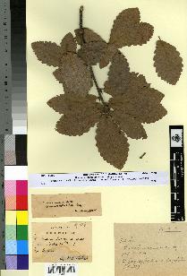 spécimen de Quercus faginea