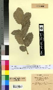 spécimen de Quercus faginea