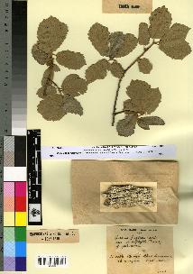 spécimen de Quercus faginea