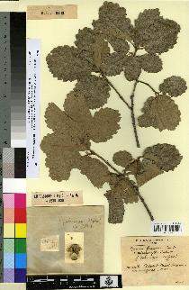 spécimen de Quercus faginea