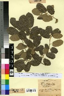 spécimen de Quercus faginea