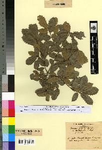 spécimen de Quercus faginea