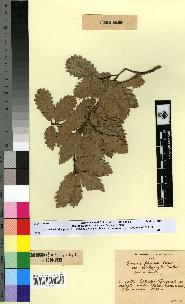 spécimen de Quercus faginea