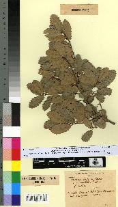 spécimen de Quercus faginea