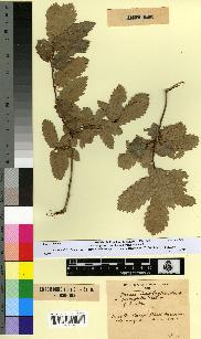 spécimen de Quercus faginea
