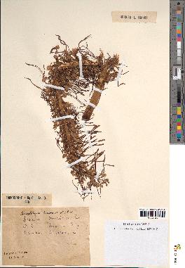 spécimen de Loroglossum hircinum