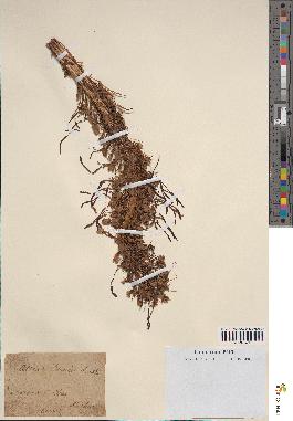 spécimen de Loroglossum hircinum