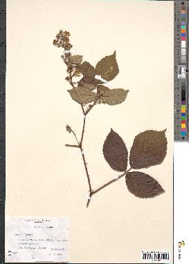 spécimen de Rubus foliosus