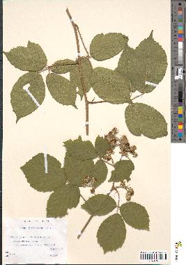 spécimen de Rubus glandulosus