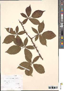 spécimen de Rubus geniculatus