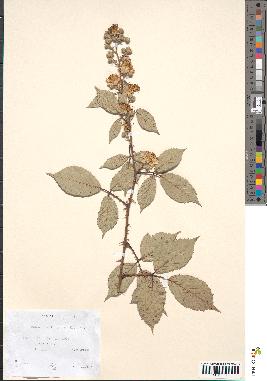 spécimen de Rubus geniculatus