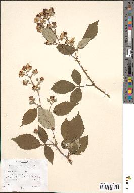 spécimen de Rubus geniculatus