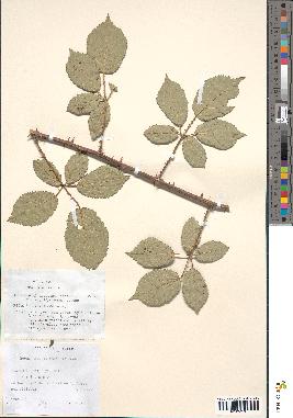 spécimen de Rubus geniculatus