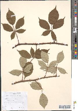 spécimen de Rubus geniculatus