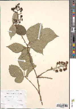 spécimen de Rubus geniculatus