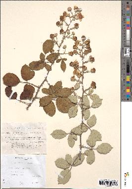 spécimen de Rubus gillotii